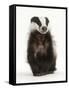 Portrait of a Young Badger Sitting (Meles Meles)-Mark Taylor-Framed Stretched Canvas