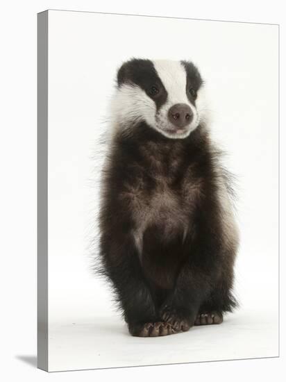 Portrait of a Young Badger Sitting (Meles Meles)-Mark Taylor-Stretched Canvas