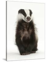 Portrait of a Young Badger Sitting (Meles Meles)-Mark Taylor-Stretched Canvas