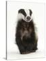 Portrait of a Young Badger Sitting (Meles Meles)-Mark Taylor-Stretched Canvas