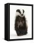 Portrait of a Young Badger Sitting (Meles Meles)-Mark Taylor-Framed Stretched Canvas