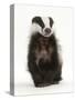 Portrait of a Young Badger Sitting (Meles Meles)-Mark Taylor-Stretched Canvas