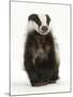 Portrait of a Young Badger Sitting (Meles Meles)-Mark Taylor-Mounted Photographic Print