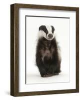 Portrait of a Young Badger Sitting (Meles Meles)-Mark Taylor-Framed Photographic Print