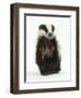 Portrait of a Young Badger Sitting (Meles Meles)-Mark Taylor-Framed Photographic Print