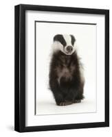 Portrait of a Young Badger Sitting (Meles Meles)-Mark Taylor-Framed Photographic Print