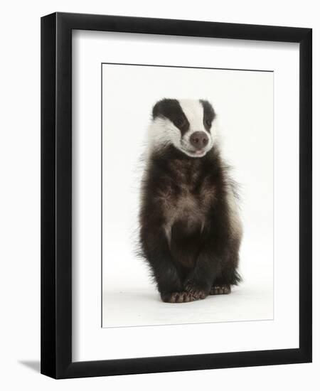 Portrait of a Young Badger Sitting (Meles Meles)-Mark Taylor-Framed Photographic Print