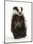Portrait of a Young Badger Sitting (Meles Meles)-Mark Taylor-Mounted Photographic Print