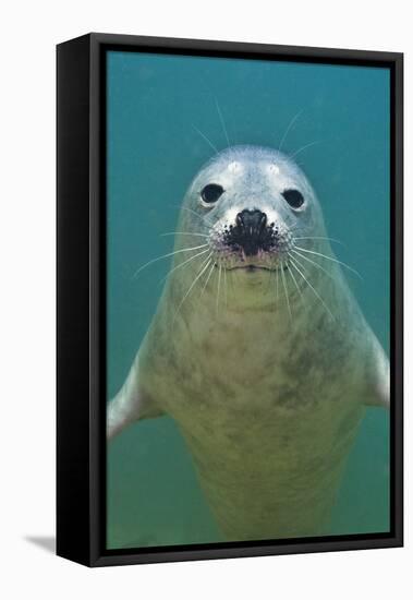 Portrait of a Young Grey Seal (Halichoerus Grypus) Farne Islands, Northumberland, UK, North Sea-Alex Mustard-Framed Stretched Canvas