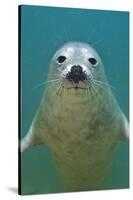 Portrait of a Young Grey Seal (Halichoerus Grypus) Farne Islands, Northumberland, UK, North Sea-Alex Mustard-Stretched Canvas