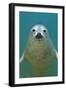 Portrait of a Young Grey Seal (Halichoerus Grypus) Farne Islands, Northumberland, UK, North Sea-Alex Mustard-Framed Photographic Print