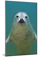 Portrait of a Young Grey Seal (Halichoerus Grypus) Farne Islands, Northumberland, UK, North Sea-Alex Mustard-Mounted Photographic Print