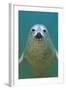 Portrait of a Young Grey Seal (Halichoerus Grypus) Farne Islands, Northumberland, UK, North Sea-Alex Mustard-Framed Photographic Print