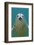 Portrait of a Young Grey Seal (Halichoerus Grypus) Farne Islands, Northumberland, UK, North Sea-Alex Mustard-Framed Photographic Print