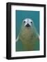 Portrait of a Young Grey Seal (Halichoerus Grypus) Farne Islands, Northumberland, UK, North Sea-Alex Mustard-Framed Photographic Print