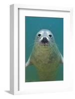 Portrait of a Young Grey Seal (Halichoerus Grypus) Farne Islands, Northumberland, UK, North Sea-Alex Mustard-Framed Photographic Print