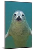 Portrait of a Young Grey Seal (Halichoerus Grypus) Farne Islands, Northumberland, UK, North Sea-Alex Mustard-Mounted Photographic Print