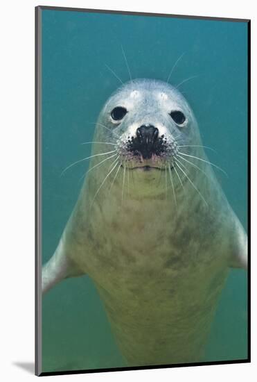 Portrait of a Young Grey Seal (Halichoerus Grypus) Farne Islands, Northumberland, UK, North Sea-Alex Mustard-Mounted Photographic Print