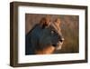 Portrait of a young lion, Panthera leo.-Sergio Pitamitz-Framed Photographic Print