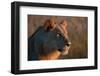 Portrait of a young lion, Panthera leo.-Sergio Pitamitz-Framed Photographic Print