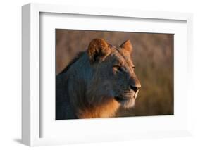 Portrait of a young lion, Panthera leo.-Sergio Pitamitz-Framed Photographic Print