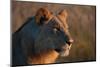 Portrait of a young lion, Panthera leo.-Sergio Pitamitz-Mounted Photographic Print