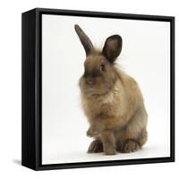 Portrait of a Young Lionhead-Lop Rabbit-Mark Taylor-Framed Stretched Canvas
