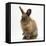 Portrait of a Young Lionhead-Lop Rabbit-Mark Taylor-Framed Stretched Canvas