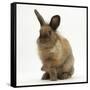 Portrait of a Young Lionhead-Lop Rabbit-Mark Taylor-Framed Stretched Canvas