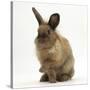 Portrait of a Young Lionhead-Lop Rabbit-Mark Taylor-Stretched Canvas