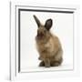 Portrait of a Young Lionhead-Lop Rabbit-Mark Taylor-Framed Photographic Print