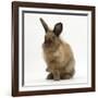 Portrait of a Young Lionhead-Lop Rabbit-Mark Taylor-Framed Photographic Print