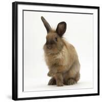 Portrait of a Young Lionhead-Lop Rabbit-Mark Taylor-Framed Photographic Print