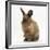 Portrait of a Young Lionhead-Lop Rabbit-Mark Taylor-Framed Photographic Print