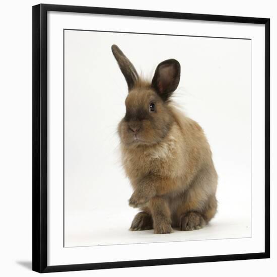 Portrait of a Young Lionhead-Lop Rabbit-Mark Taylor-Framed Photographic Print