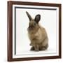 Portrait of a Young Lionhead-Lop Rabbit-Mark Taylor-Framed Photographic Print