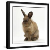 Portrait of a Young Lionhead-Lop Rabbit-Mark Taylor-Framed Photographic Print