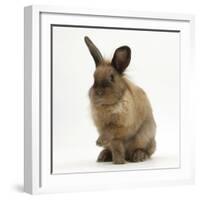 Portrait of a Young Lionhead-Lop Rabbit-Mark Taylor-Framed Photographic Print