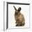 Portrait of a Young Lionhead-Lop Rabbit-Mark Taylor-Framed Photographic Print