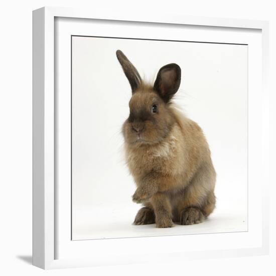 Portrait of a Young Lionhead-Lop Rabbit-Mark Taylor-Framed Photographic Print