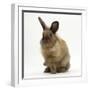 Portrait of a Young Lionhead-Lop Rabbit-Mark Taylor-Framed Photographic Print