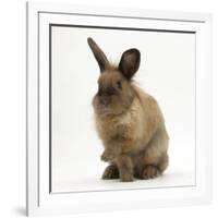 Portrait of a Young Lionhead-Lop Rabbit-Mark Taylor-Framed Photographic Print