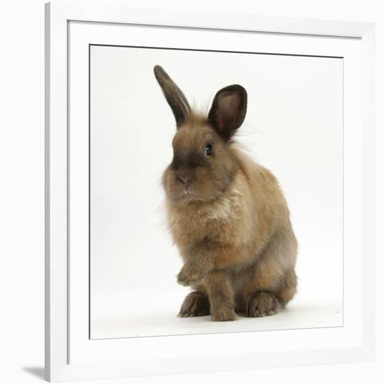 Portrait of a Young Lionhead-Lop Rabbit-Mark Taylor-Framed Photographic Print