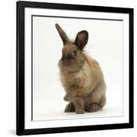 Portrait of a Young Lionhead-Lop Rabbit-Mark Taylor-Framed Photographic Print