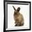 Portrait of a Young Lionhead-Lop Rabbit-Mark Taylor-Framed Photographic Print