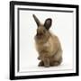 Portrait of a Young Lionhead-Lop Rabbit-Mark Taylor-Framed Photographic Print