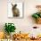 Portrait of a Young Lionhead-Lop Rabbit-Mark Taylor-Mounted Photographic Print displayed on a wall