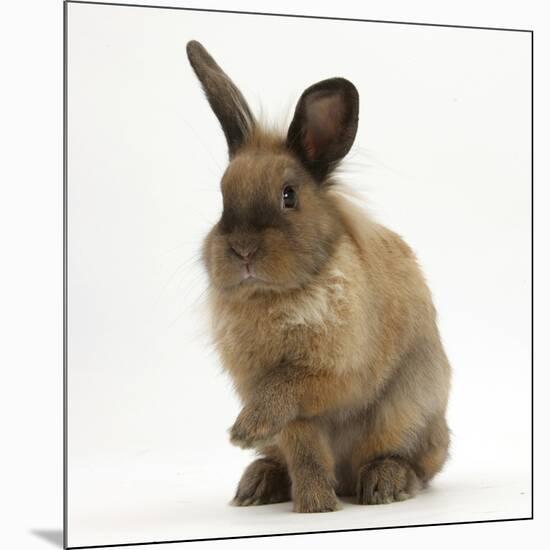 Portrait of a Young Lionhead-Lop Rabbit-Mark Taylor-Mounted Photographic Print