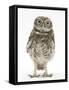 Portrait of a Young Little Owl (Athene Noctua)-Mark Taylor-Framed Stretched Canvas