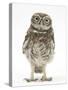 Portrait of a Young Little Owl (Athene Noctua)-Mark Taylor-Stretched Canvas